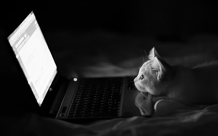 notebooks-cat-laptop-monochrome-wallpaper-preview